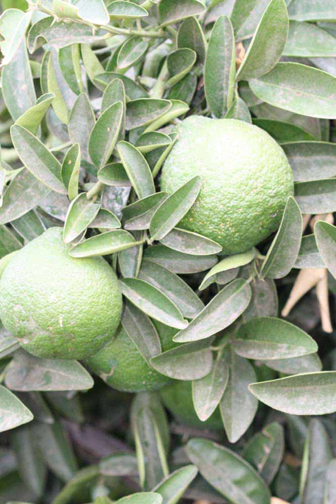              Sun leaves (Riverside, CA)       